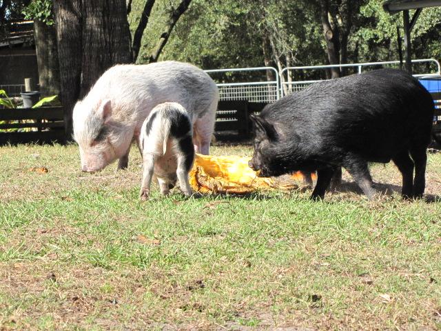 Learn More About Rooterville Animal Sanctuary