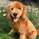 Auswella Auswella - Jack Golden Retriever