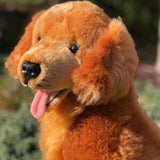 Auswella Auswella - Jack Golden Retriever