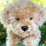 Auswella Auswella - Lila Laying Labradoodle