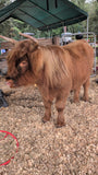 chala Highland Cow Chala Wallet Crossbody Purse Vegan Jett Approved
