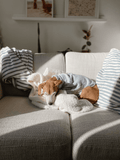 Good Thomas™ Dog Shirt Hamptons Set