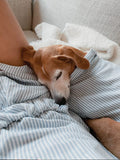 Good Thomas™ Dog Shirt Hamptons Set
