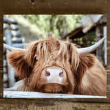 Rustic Nester 16x20 Rustic Nester - Color cattle photo canvas art print, Farmhouse wall decor