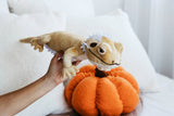 The Petting Zoo The Petting Zoo - 24" (57cm) Wild Onez Bearded Dragon Reptile