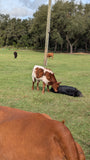 The Pink Pigs, Animal Lover's Boutique Experience Fee/Gift Rooterville EXPERIENCES-Great Gift Idea!