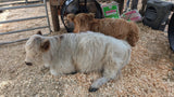 The Pink Pigs, Animal Lover's Boutique Experience Fee/Gift X Person/Add on Baby Cows Rooterville EXPERIENCES