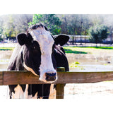 Rooterville A Sanctuary Inc Gift Card $100.00 USD Give the GIFT of Compassion with a Rooterville Gift Card!